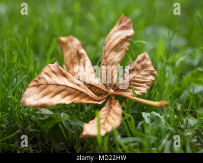 Einzelne braune Blatt im Herbst am Boden. Rosskastanie/conker Blatt liegt auf dem grünen Rasen im Herbst. Stockfoto
