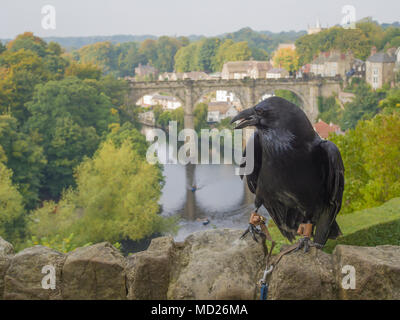 Nahaufnahme ein Rabe auf eine Wand in Knaresborough Schloss mit Knaresborough Fluss Viadukt im Hintergrund thront. West Yorkshire GROSSBRITANNIEN. Stockfoto