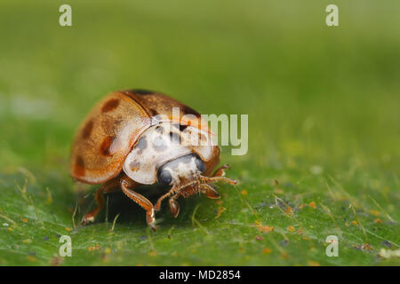 10-spot Ladybird (Adalia decempunctata) ruht auf dornbusch Blatt im Wald Lebensraum. Tipperary, Irland Stockfoto