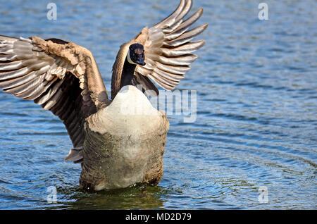 Kanadagans (Branta canadensis) seine Flügel Stockfoto