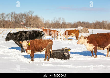 Eine kleine Herde von Rindfleisch Kühe und Kälber, sich sonnen und essen Heu nach einem späten Frühling Schneesturm. Stockfoto