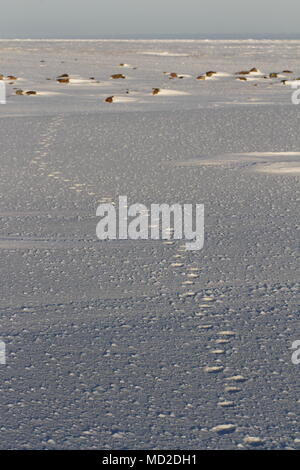 Fox pfotenabdrücke oder Spuren im Schnee, in der Nähe der Arviat Nunavut Kanada Stockfoto