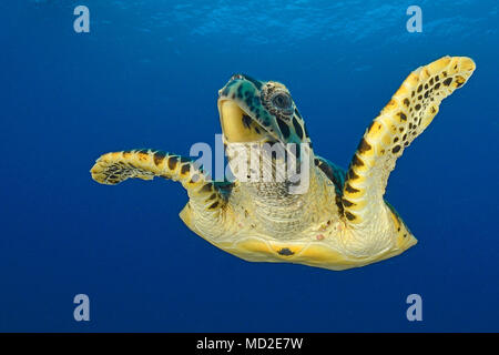 Grüne Meeresschildkröte (Chelonia mydas) im blauen Wasser, Ari Atoll, Malediven Inseln Stockfoto