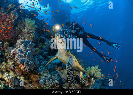 Scuba Diver und eine Grüne Meeresschildkröte (Chelonia mydas) an einem Korallenriff, Borneo, Malaysia Stockfoto