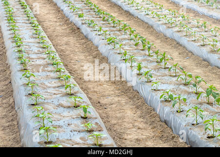 Junge Tomaten Pflanzen im Gewächshaus Stockfoto