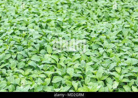 Pfeffer Sämlinge, junge Laub von Pfeffer, Feder Sämlinge. Sojasprossen Pfeffer. Stockfoto