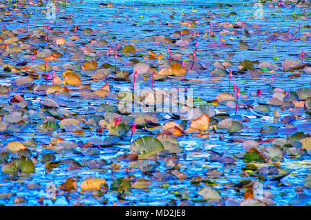 Seerosen in Abstrakten Stockfoto