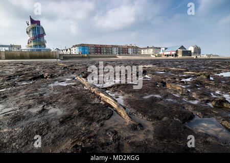 Umgestürzte Bäume von einem alten Wald Gedanken über 7.000 Jahre alten, aufgedeckt durch Sturm Emma im März 2018, am Strand, Cleveland Redcar UK Stockfoto