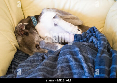 Müde Hund zusammengerollt in weißem Leder Stuhl mit Decke Stockfoto