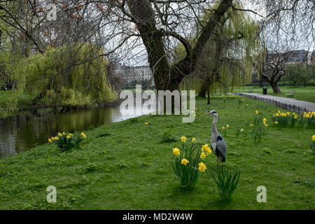 Blick auf den Regent's Park in London UK, grasbewachsenen Bank, Willow Tree, See zum Bootfahren und Narzissen im Frühjahr. Ein Reiher steht auf dem Gras. Stockfoto