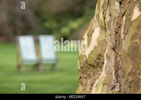 Baum mit strukturierter Rinde im Fokus auf der rechten Seite, mit zwei grün gestreiften Liegestühlen im Hintergrund. Im Regent's Park, London fotografiert. Stockfoto