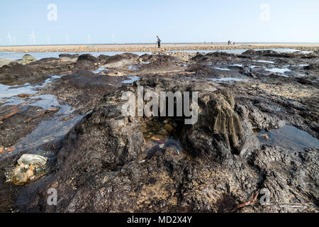 Alten Baumstumpf dachte über 7.000 Jahre alten, aufgedeckt durch Sturm Emma auf Redcar Strand im März 2018, Cleveland Redcar, Großbritannien Stockfoto