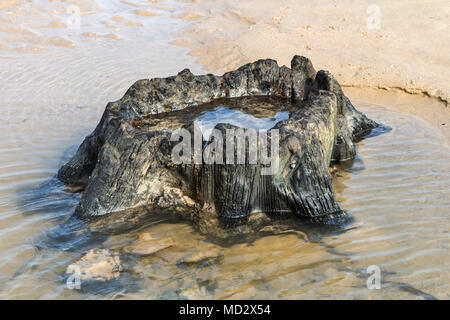 Alten Baumstumpf dachte über 7.000 Jahre alten, aufgedeckt durch Sturm Emma auf Redcar Strand im März 2018, Cleveland Redcar, Großbritannien Stockfoto