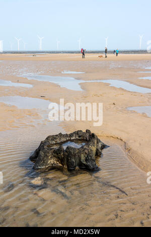 Alten Baumstumpf dachte über 7.000 Jahre alten, aufgedeckt durch Sturm Emma auf Redcar Strand im März 2018, Cleveland Redcar, Großbritannien Stockfoto