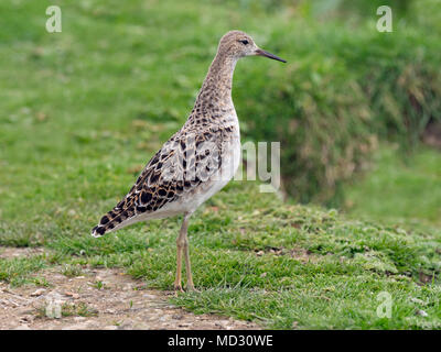 Kampfläufer Philomachus pugnax fressen in der RSPB Reservat Titchwell Norfolk Stockfoto