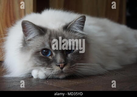 Birman cat mit wunderschönen blauen Augen auf dem Boden liegend Stockfoto