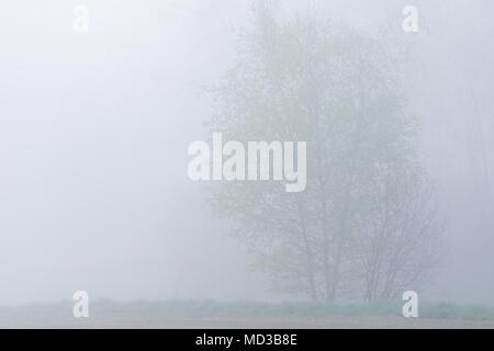 Głębowice, Polen. April 18, 2018. Bäume im Frühling Nebel. Eine sehr intensive Frühling Nebel umhüllt den gesamten Bereich. Sichtbarkeit sehr begrenzt.. Credit: W124 Merc/Alamy leben Nachrichten Stockfoto