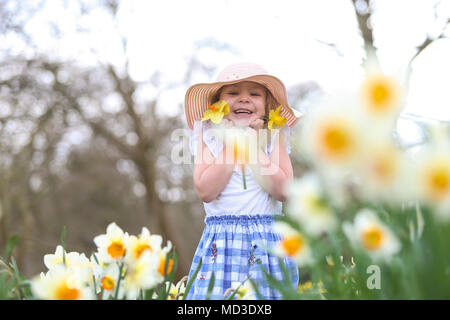 Vier Jahre altes Mädchen sitzt dargestellt unter Frühling Narzissen in einem Park GROSSBRITANNIEN Stockfoto