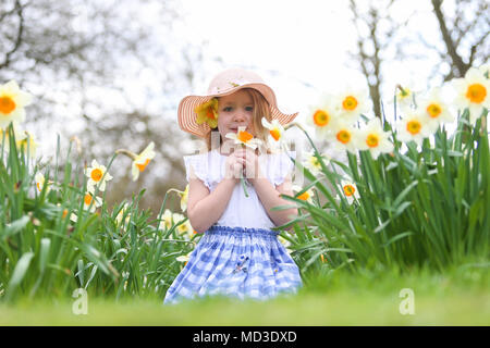Vier Jahre altes Mädchen sitzt dargestellt unter Frühling Narzissen in einem Park GROSSBRITANNIEN Stockfoto
