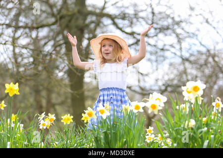 Vier Jahre altes Mädchen sitzt dargestellt unter Frühling Narzissen in einem Park GROSSBRITANNIEN Stockfoto