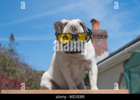 Fowey, Cornwall, UK. 18. April 2018. UK Wetter. Titan der Mops Welpen aus in seinem Garten im hellen Sonnenschein am heißesten Tag des Jahres so weit. Foto: Simon Maycock/Alamy leben Nachrichten Stockfoto