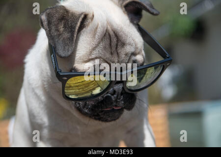 Fowey, Cornwall, UK. 18. April 2018. UK Wetter. Titan der Mops Welpen aus in seinem Garten im hellen Sonnenschein am heißesten Tag des Jahres so weit. Foto: Simon Maycock/Alamy leben Nachrichten Stockfoto