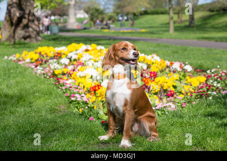 Gravesend, Vereinigtes Königreich. 18. April 2018. Cockapoo Pip sitzt vor einem Bett von bunten Blumen an der Themse in Gravesend. Es hat einen warmen, sonnigen Tag in Gravesend, Kent. Gravesend Datensätze oft die höchsten Temperaturen im Land. Rob Powell/Alamy leben Nachrichten Stockfoto