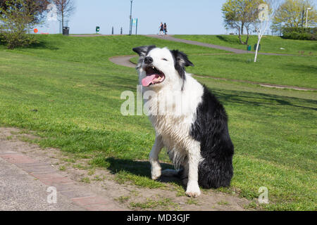 Gravesend, Vereinigtes Königreich. 18. April 2018. Markante blauäugigen Hund Snap neben einem Teich an Gravesend Prom. Es hat einen warmen, sonnigen Tag in Gravesend, Kent. Gravesend Datensätze oft die höchsten Temperaturen im Land. Rob Powell/Alamy leben Nachrichten Stockfoto