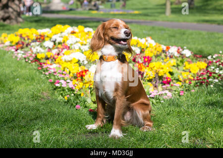 Gravesend, Vereinigtes Königreich. 18. April 2018. Cockapoo Pip sitzt vor einem Bett von bunten Blumen an der Themse in Gravesend. Es hat einen warmen, sonnigen Tag in Gravesend, Kent. Gravesend Datensätze oft die höchsten Temperaturen im Land. Rob Powell/Alamy leben Nachrichten Stockfoto