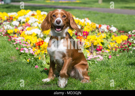 Gravesend, Vereinigtes Königreich. 18. April 2018. Cockapoo Pip sitzt vor einem Bett von bunten Blumen an der Themse in Gravesend. Es hat einen warmen, sonnigen Tag in Gravesend, Kent. Gravesend Datensätze oft die höchsten Temperaturen im Land. Rob Powell/Alamy leben Nachrichten Stockfoto