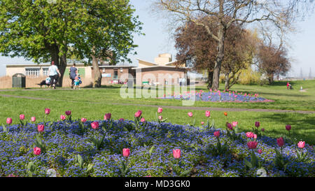 Gravesend, Vereinigtes Königreich. 18. April 2018. Bunte Blumen von Gravesend Prom neben der Themse. Es hat einen warmen, sonnigen Tag in Gravesend, Kent. Gravesend Datensätze oft die höchsten Temperaturen im Land. Rob Powell/Alamy leben Nachrichten Stockfoto