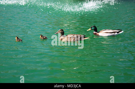 Eine Familie von Stockenten genießen Sie die Frühlingssonne im Regents Park, London, UK Stockfoto