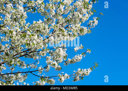 Głębowice, Polen. April 18, 2018. Kirsche (Prunus avium L.). Frühling sonniges Wetter. Die Kirschbäume in voller Pracht erblühen. Credit: W124 Merc/Alamy leben Nachrichten Stockfoto