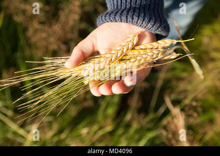 Junge holding Weizen in der Handfläche, Lohja, Finnland Stockfoto