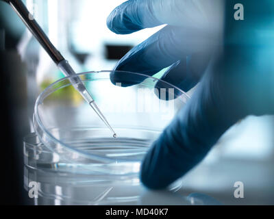 Pipettieren Wissenschaftler Probe in Petrischale im Labor Stockfoto