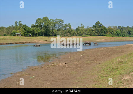 Büffelherde Fluß in Chitwan Nationalpark Nepal Stockfoto