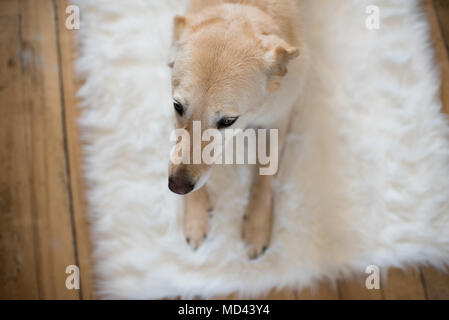 Hund liegend auf flauschigen Teppich, Erhöhte Ansicht Stockfoto
