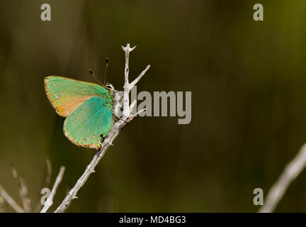 Green hairstreak, Callophrys Rubi, Schmetterling ruht, Andalusien, Spanien. Stockfoto