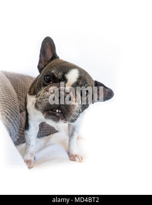 Französische Bulldogge, schwarz und weiß gefärbt, schauen in die Kamera. Stockfoto