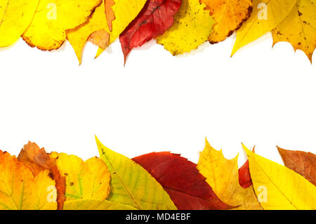 Auf einem weißen Hintergrund Blätter bunte im Herbst Stockfoto