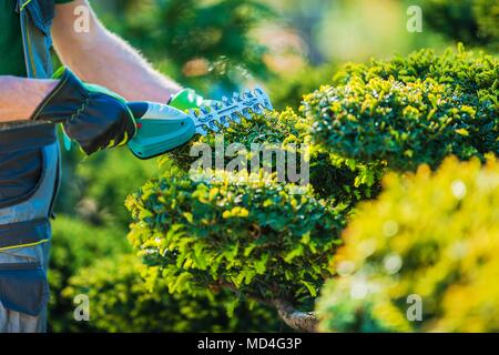 Pflanzen Formgehölze Schneiden von schnurlosen Trimmer. Closeup Foto. Professionellen Gartenbau Thema. Stockfoto