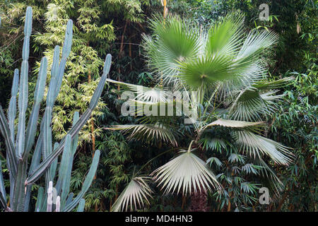 Der botanische Garten Jardin Majorelle in Marrakesch oder Majorelle Gärten, voller Palmen und Kakteen Stockfoto