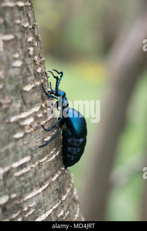 Europäische Öl Käfer (meloe Proscarabaeus) Stockfoto