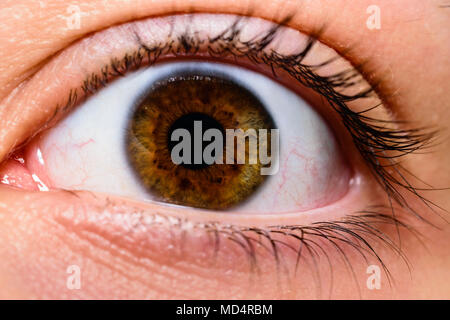 Nahaufnahme der Schönen komplizierte Auge mit brauner Iris mit Blick auf die Kamera Stockfoto