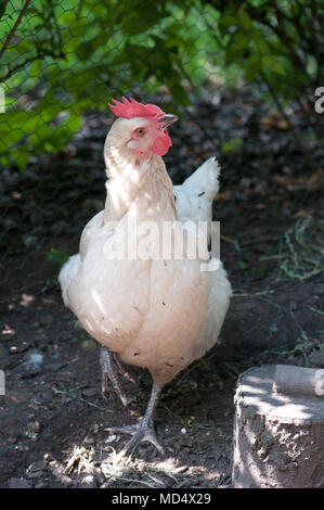 Columbine Huhn. Creme/buff Farbige hybrid Henne. Lebendige und leicht nervös. Gute Schicht. Stockfoto