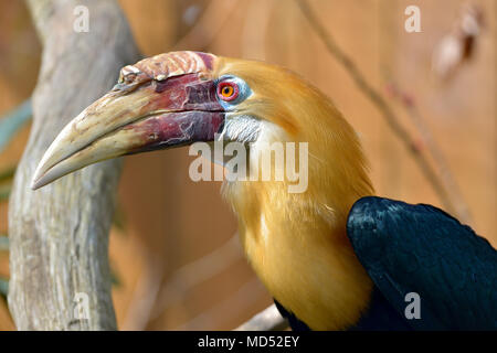 Portrait der männlichen Papua nashornvogel Nashornvogel oder Blyth (Rhyticeros plicatus) aus gesehen Stockfoto