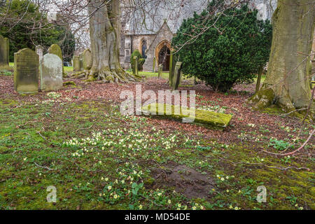 Wild blühenden Primeln Primula Vulgaris unter die Grabsteine auf dem Friedhof in Startforth, Barnard Castle Stockfoto