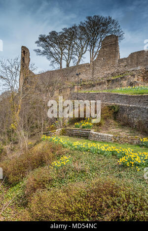 Blühende Narzissen unterhalb der Ruinen der Burg aus dem 12. Jahrhundert am Barnard Castle, Teesdale, Großbritannien Stockfoto