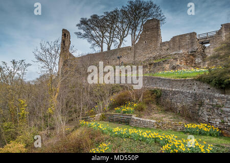 Blühende Narzissen unterhalb der Ruinen der Burg aus dem 12. Jahrhundert am Barnard Castle, Teesdale, Großbritannien Stockfoto