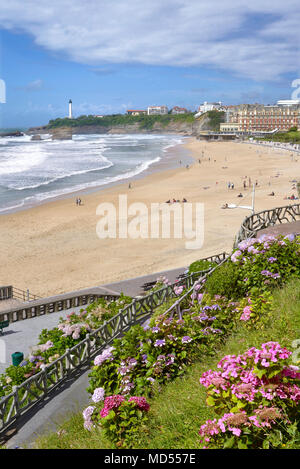 Strand und hortensienblüten in der Biskaya in Biarritz, einer Stadt an der Atlantikküste im Departement Pyrénées-Atlantiques im französischen Baskenland Stockfoto